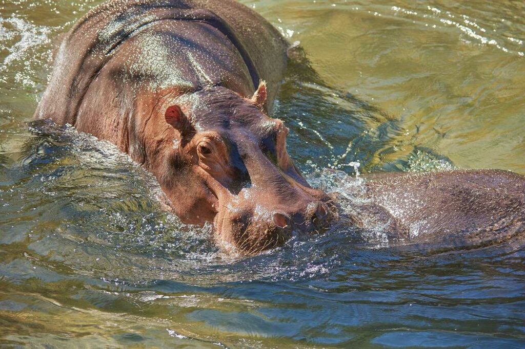 Hippopotamus