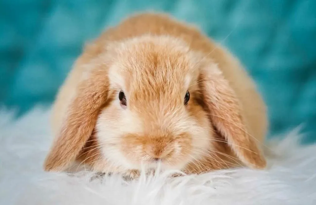 Holland Lop