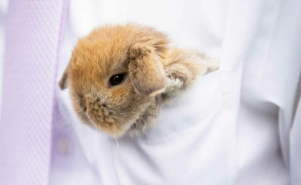 Holland Lop