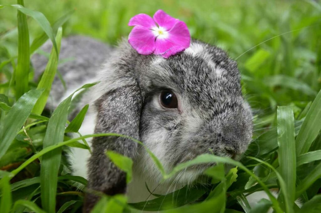 Holland Lop