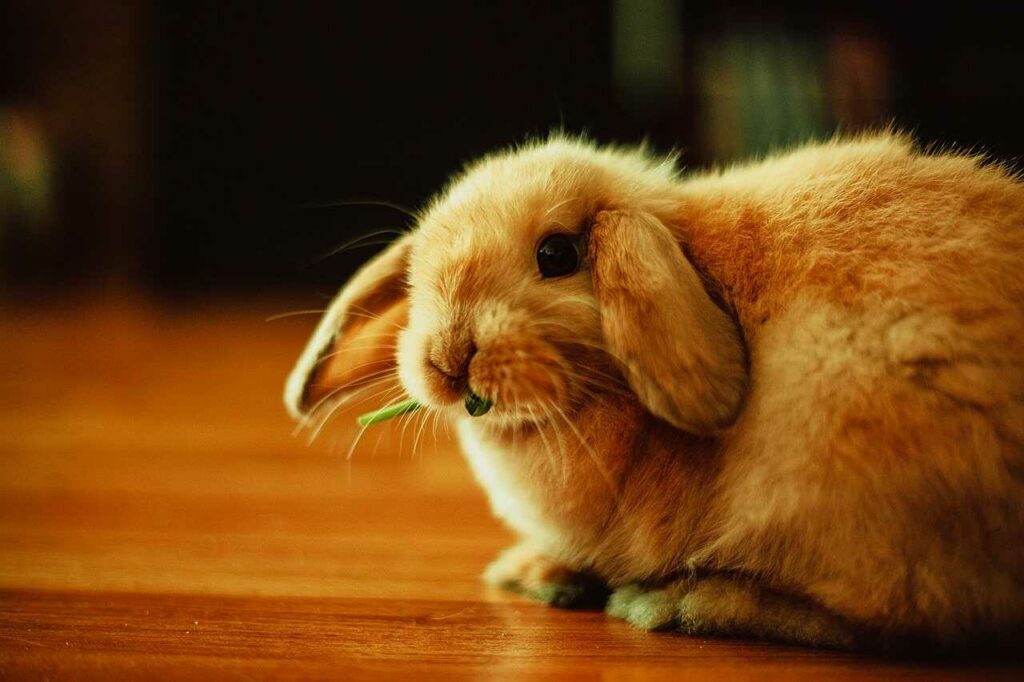 Holland Lop