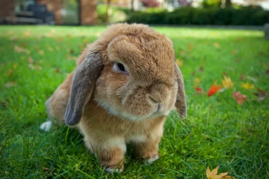 Holland Lop