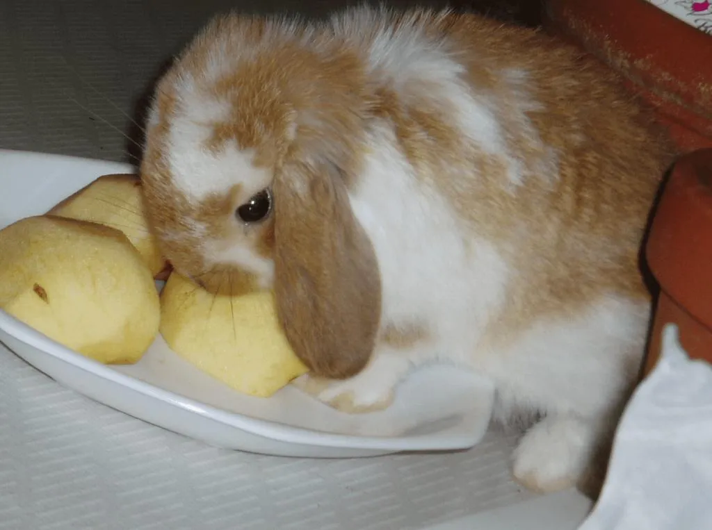 Holland Lop