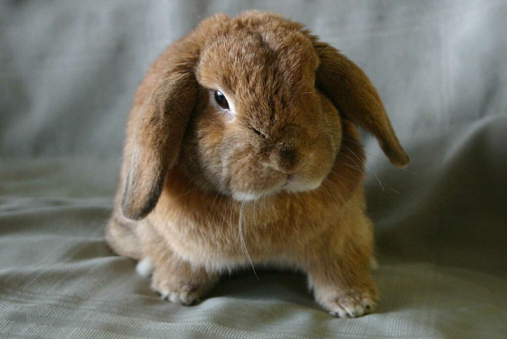 Holland Lop