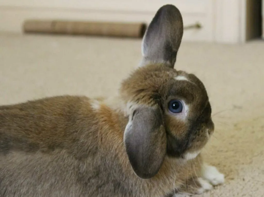 Holland Lop