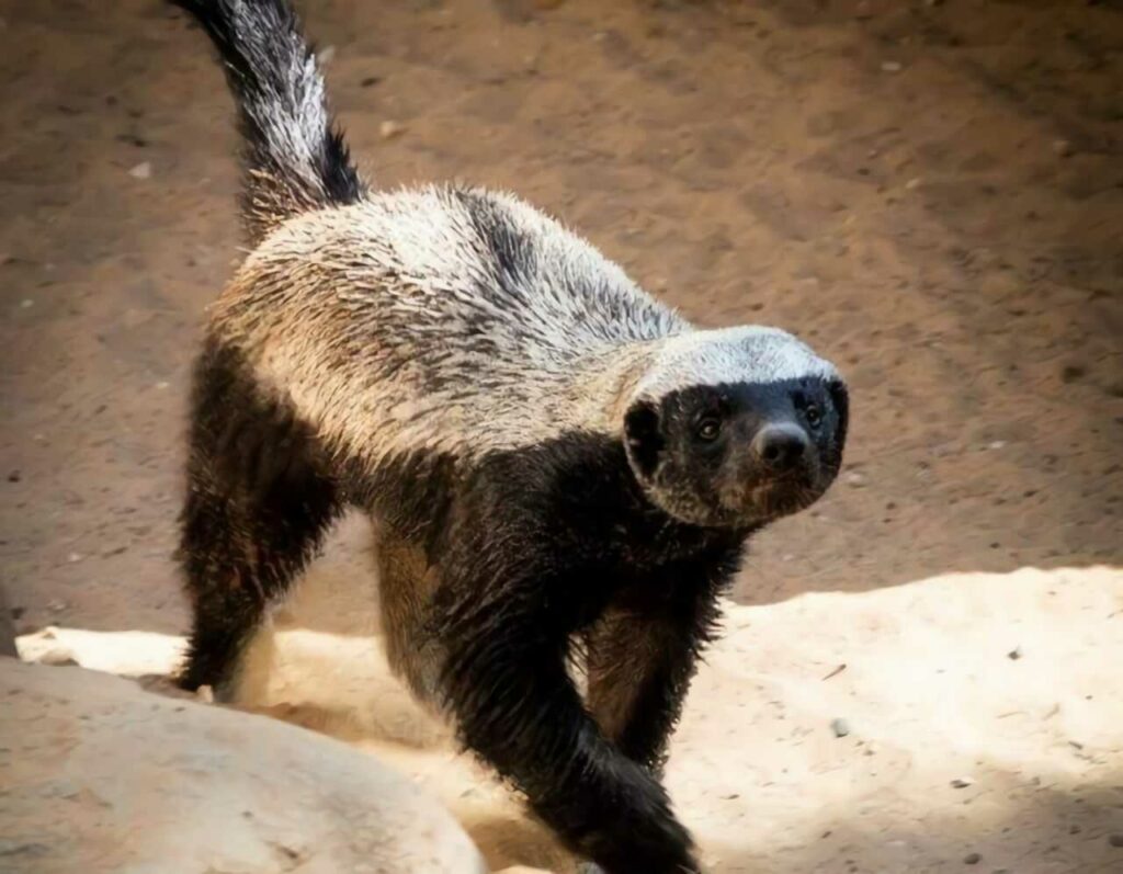 Honey Badger