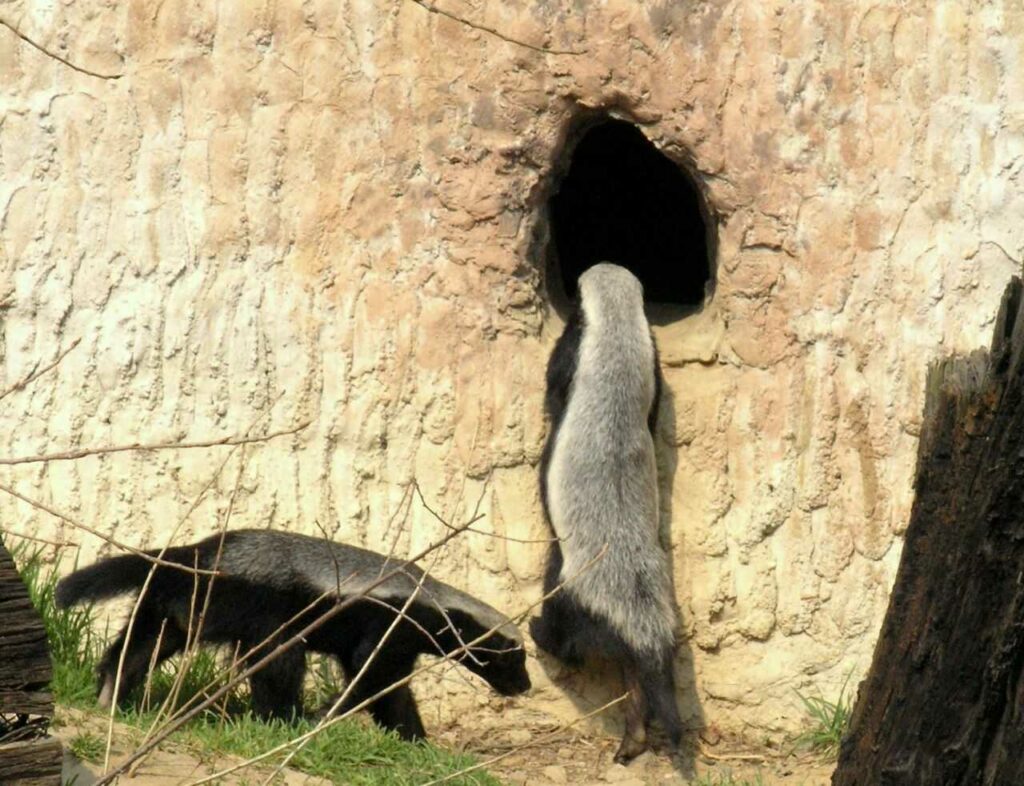 Honey Badger