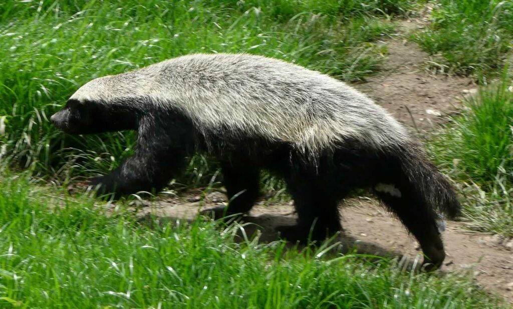 Honey Badger