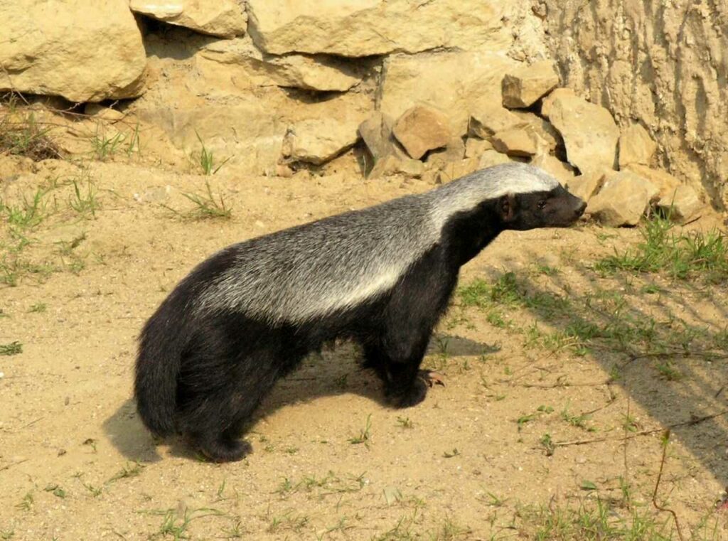 Honey Badger