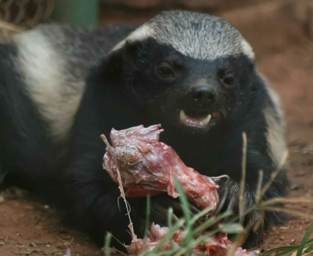 Honey Badger