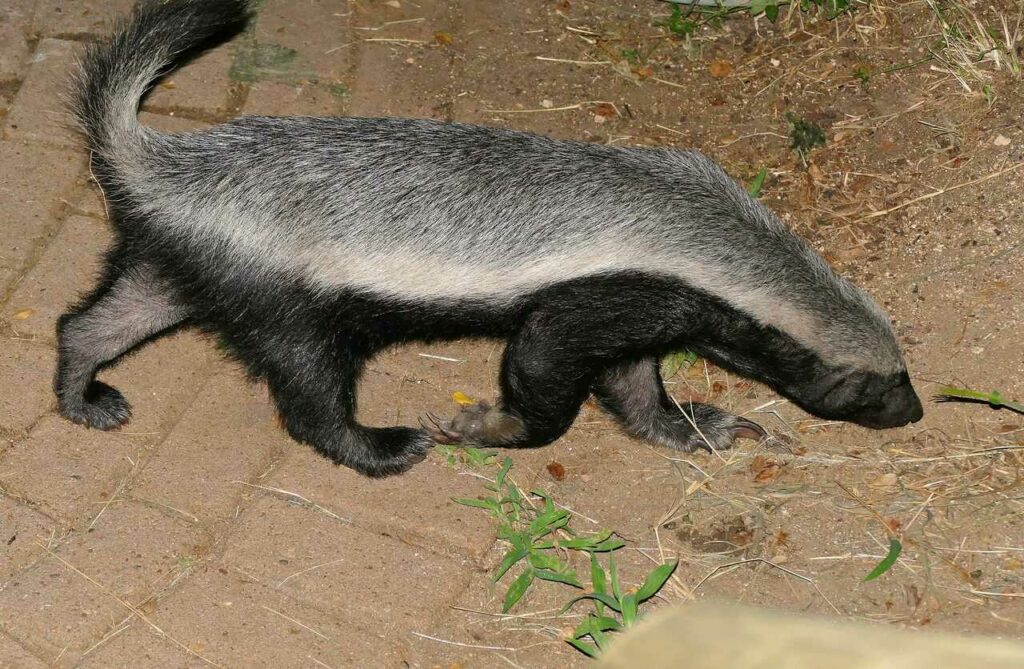 Honey Badger