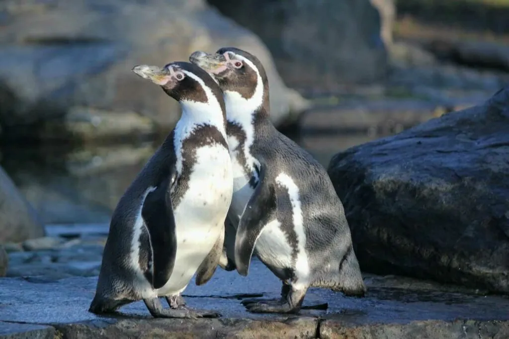 フンボルトペンギン