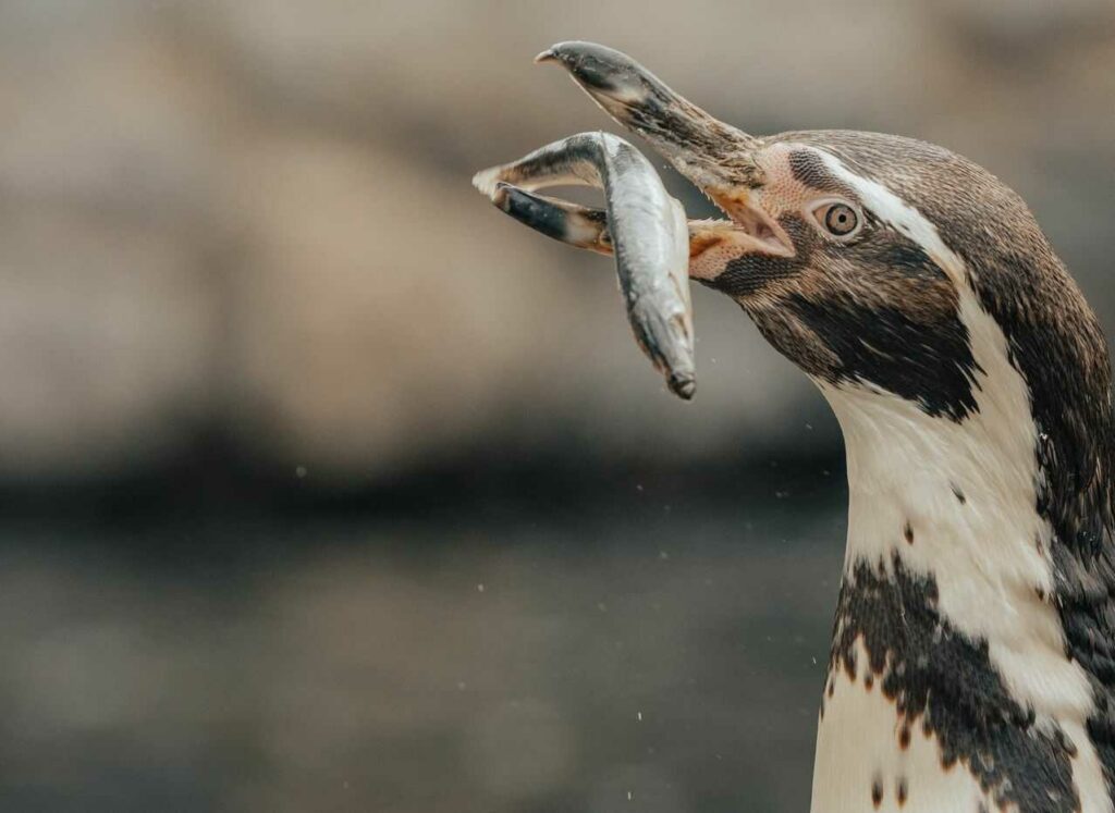 フンボルトペンギン