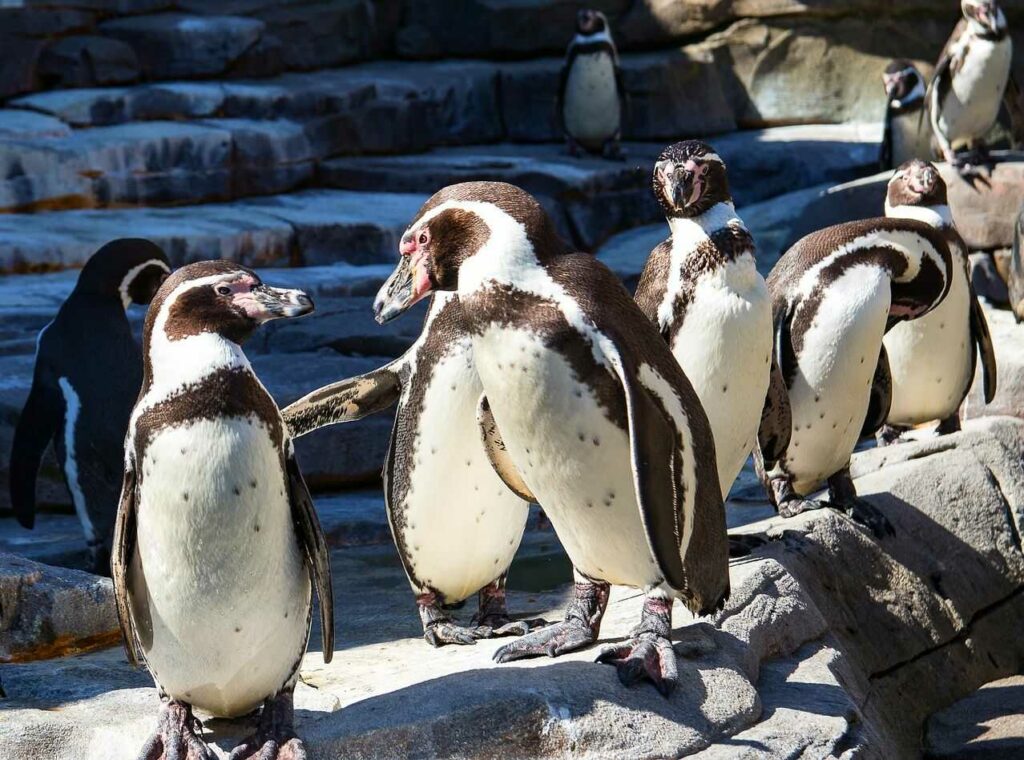 Humboldt Penguin