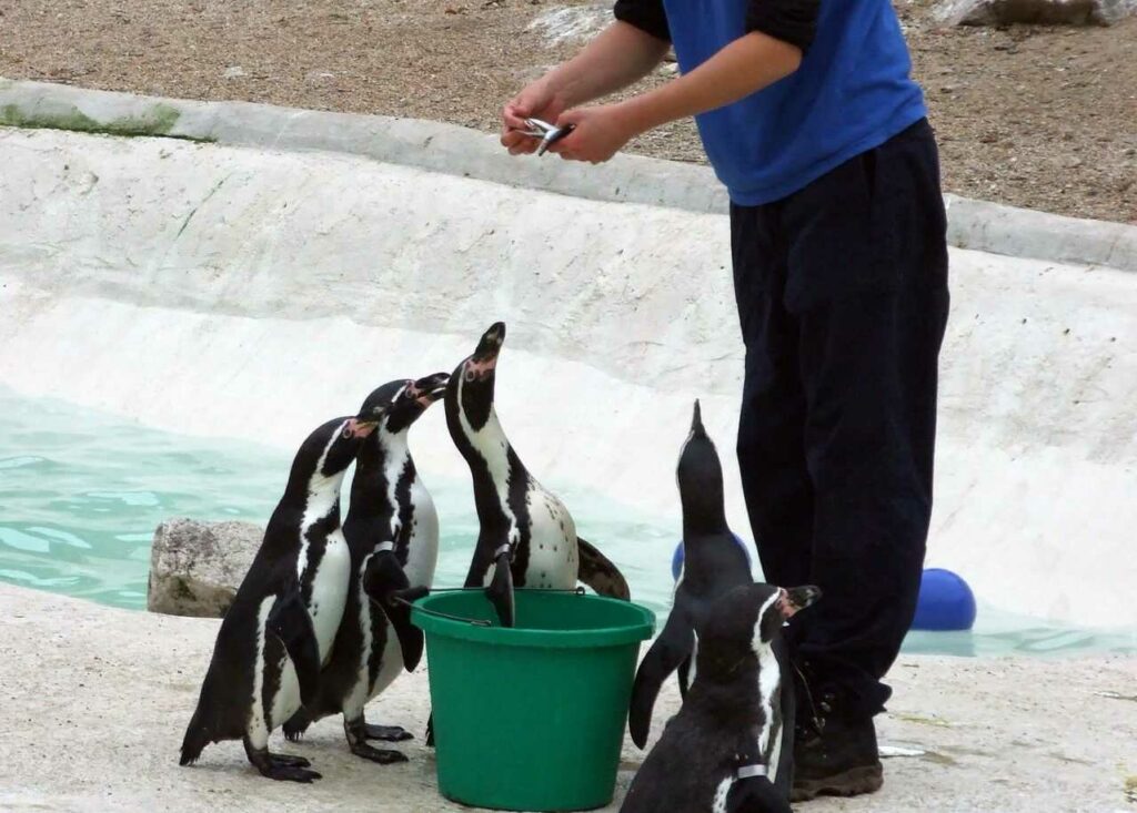 Humboldt Penguin