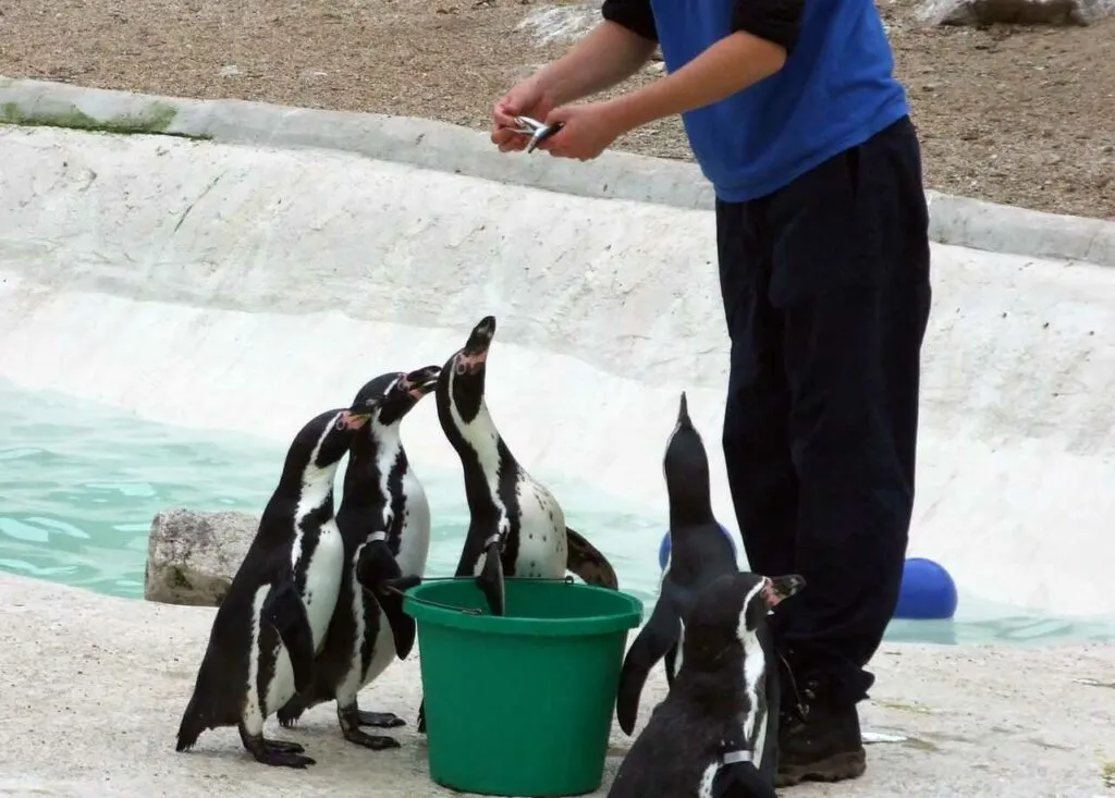 フンボルトペンギン