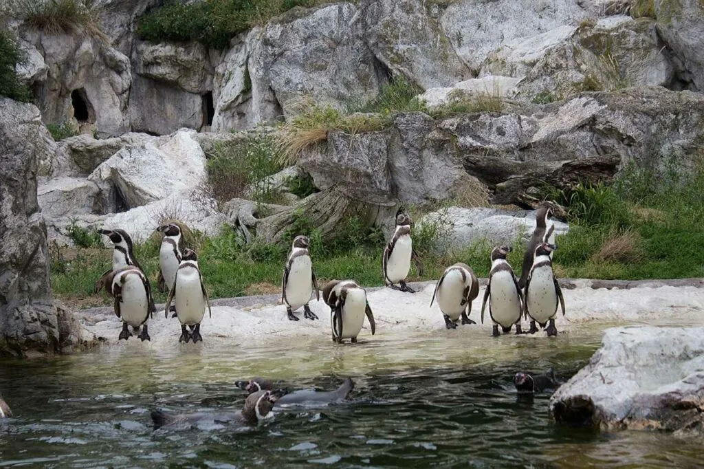 Humboldt Penguin