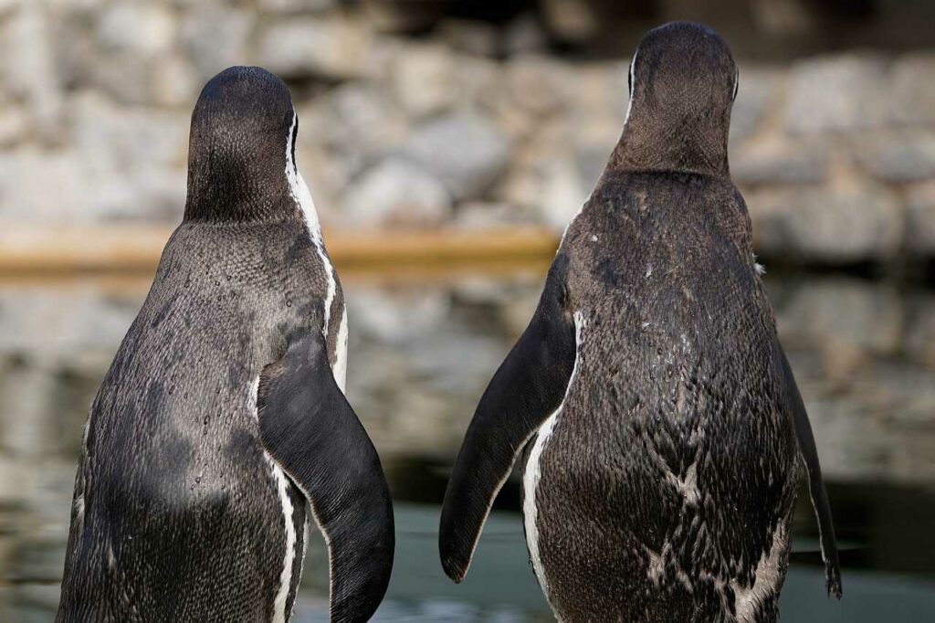 フンボルトペンギン