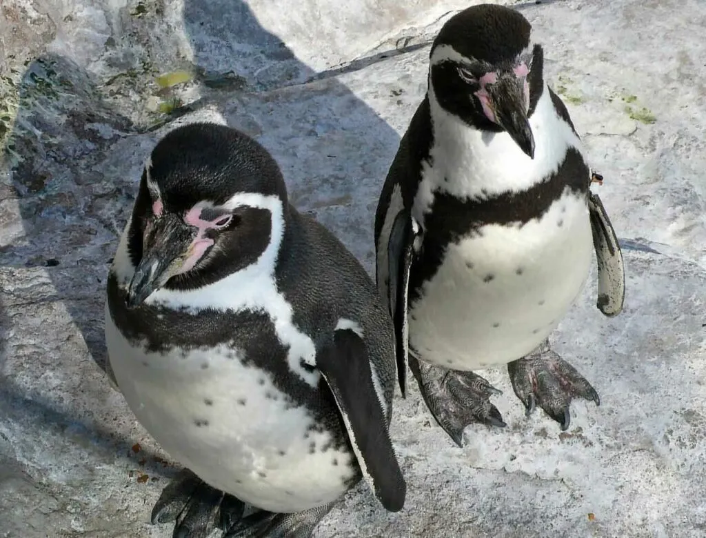 Humboldt Penguin