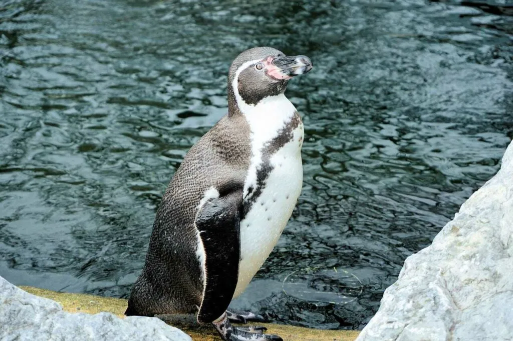 フンボルトペンギン