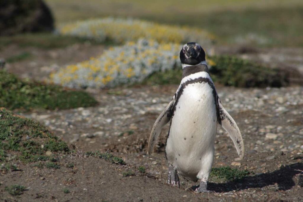 フンボルトペンギン