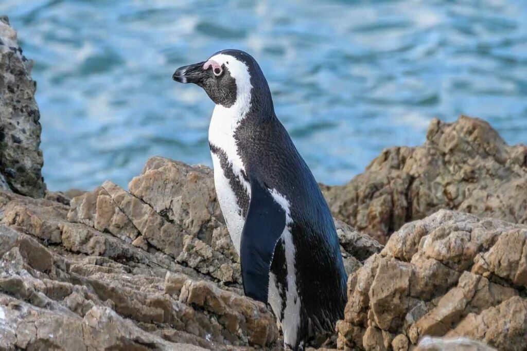 フンボルトペンギン