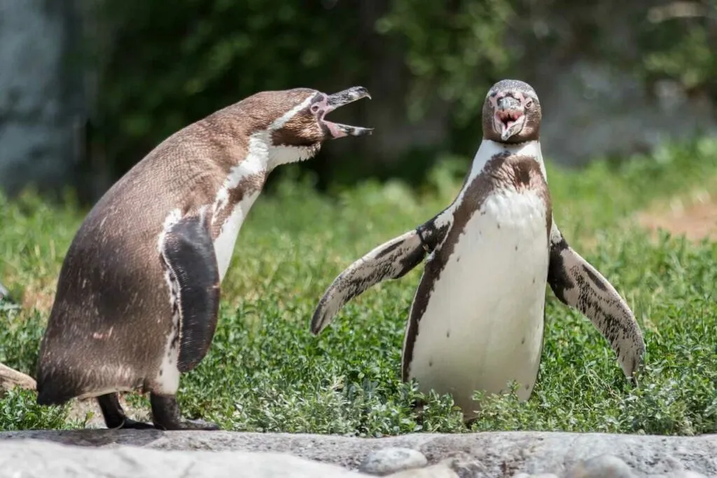 フンボルトペンギン