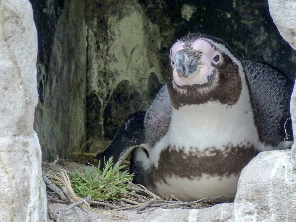 フンボルトペンギン