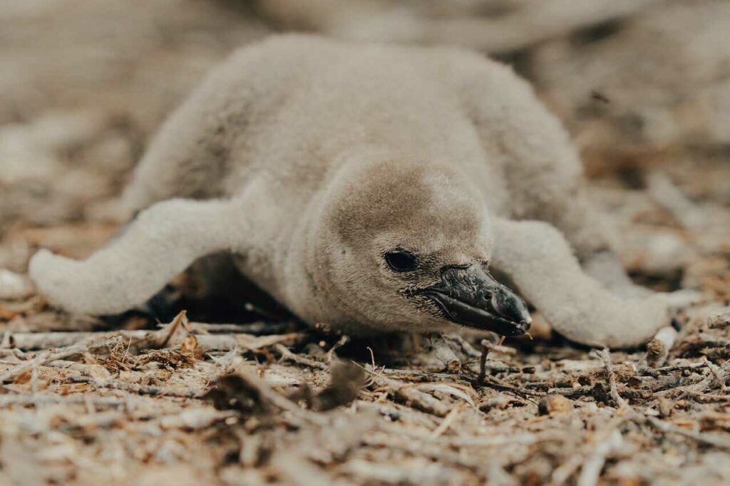 フンボルトペンギン