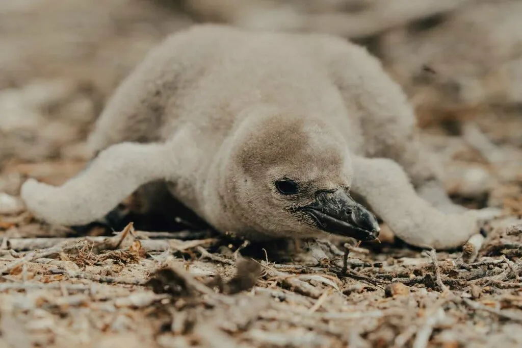 Humboldt Penguin