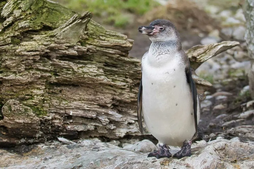 フンボルトペンギン