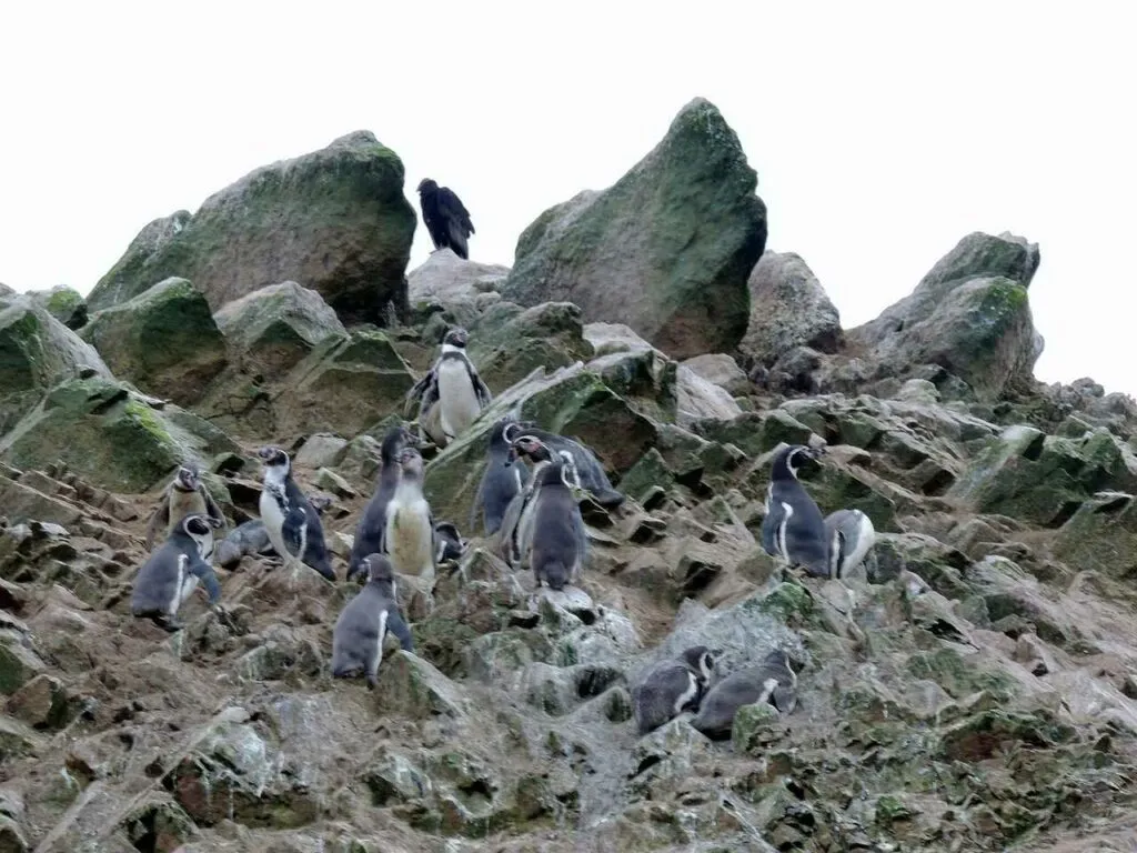 Humboldt Penguin