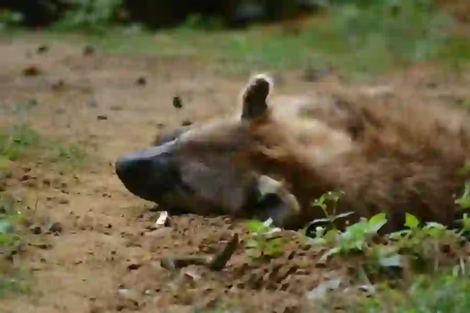 Hyena