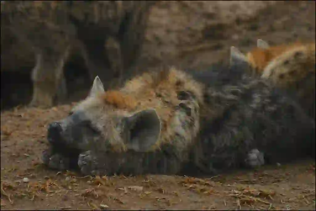 Hyena