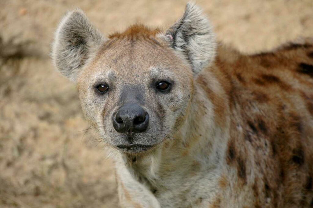 Hyena