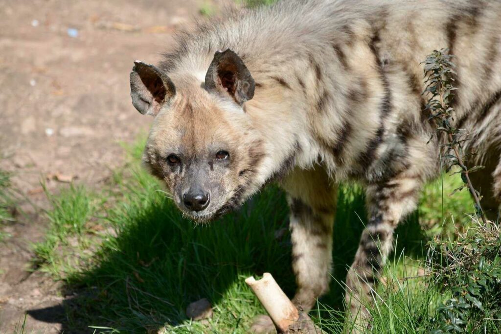 Hyena