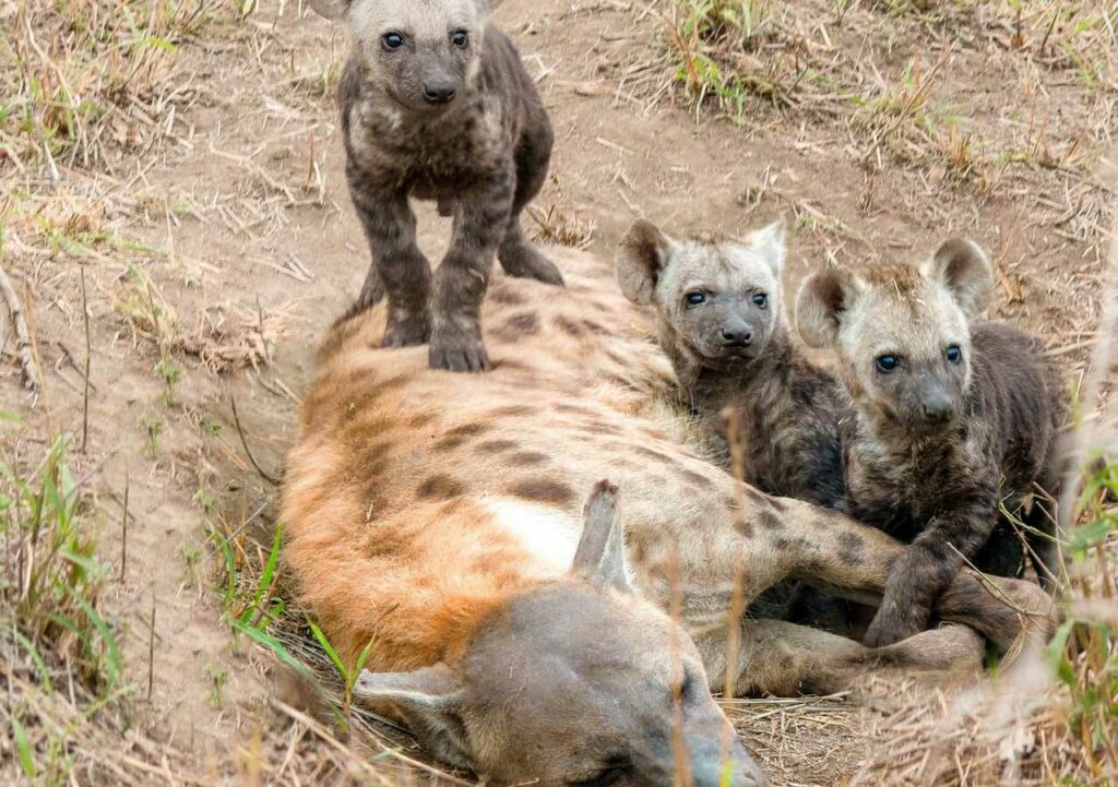 Hyena