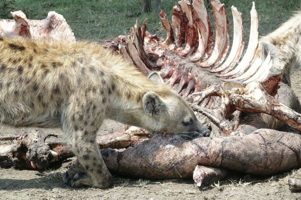 Hyena