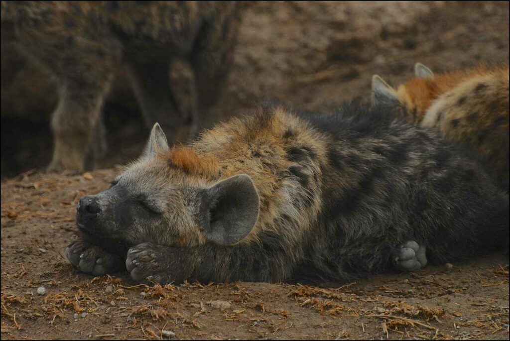 Hyena