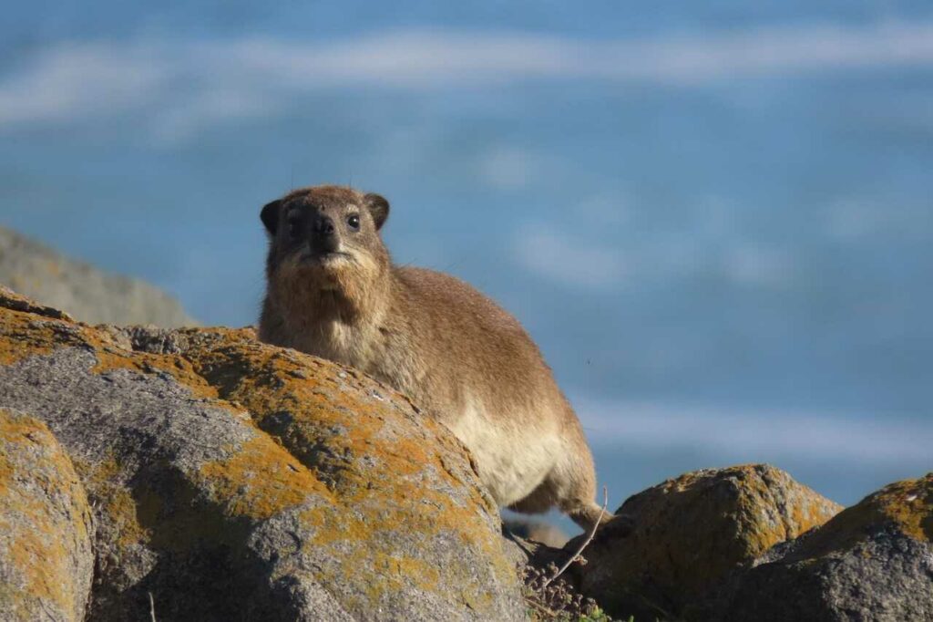 Hyrax