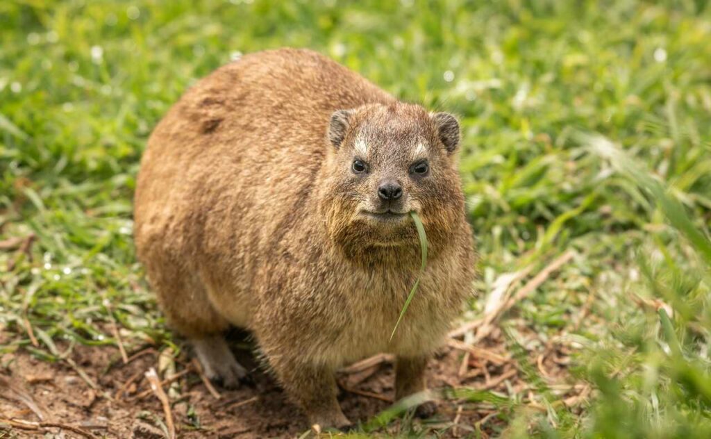 Hyrax