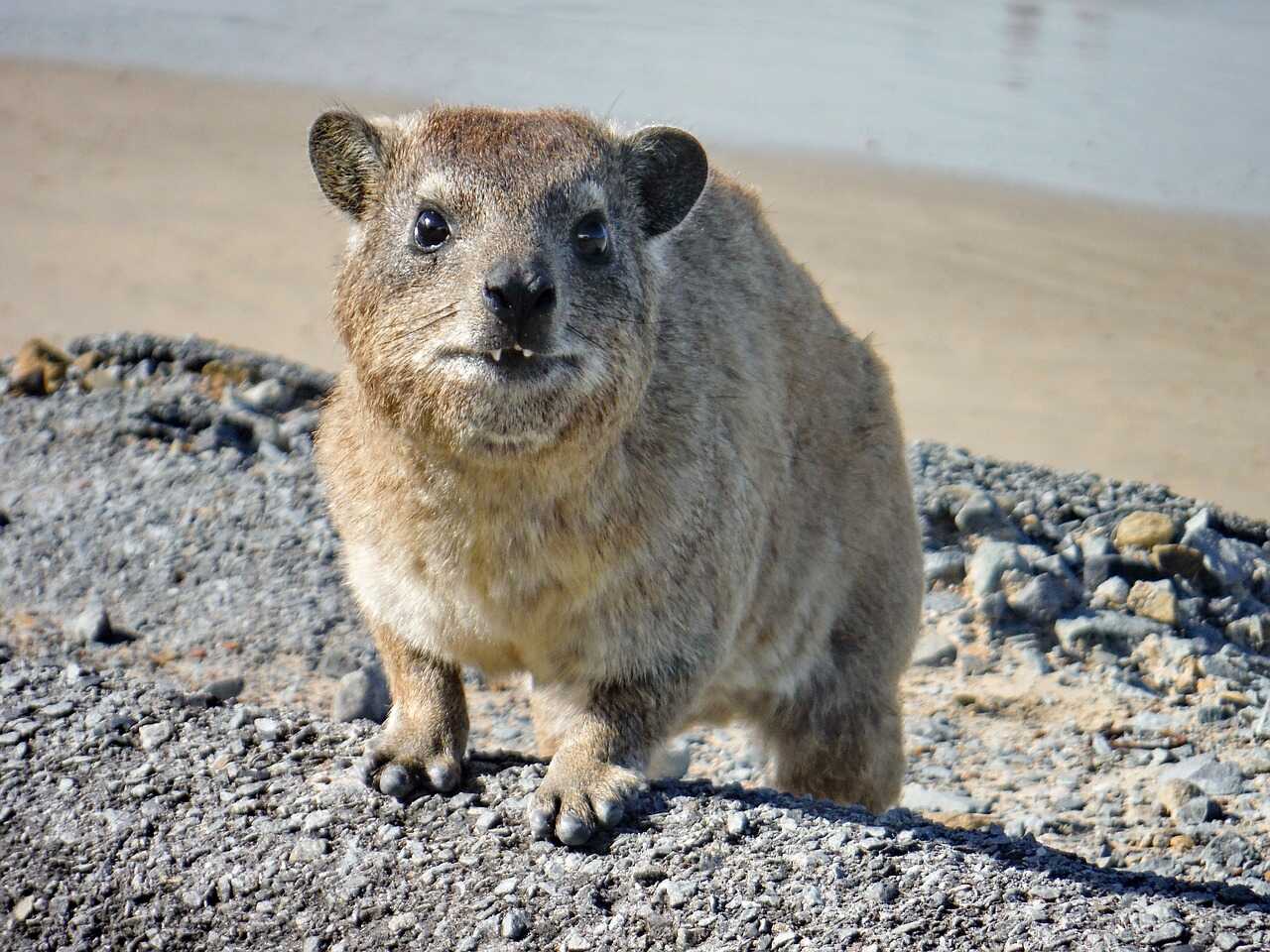 Hyrax