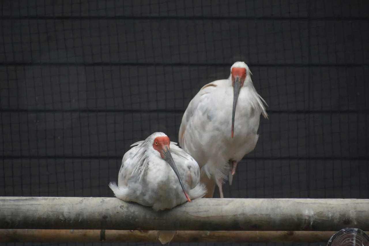 Japanese Crested Ibis