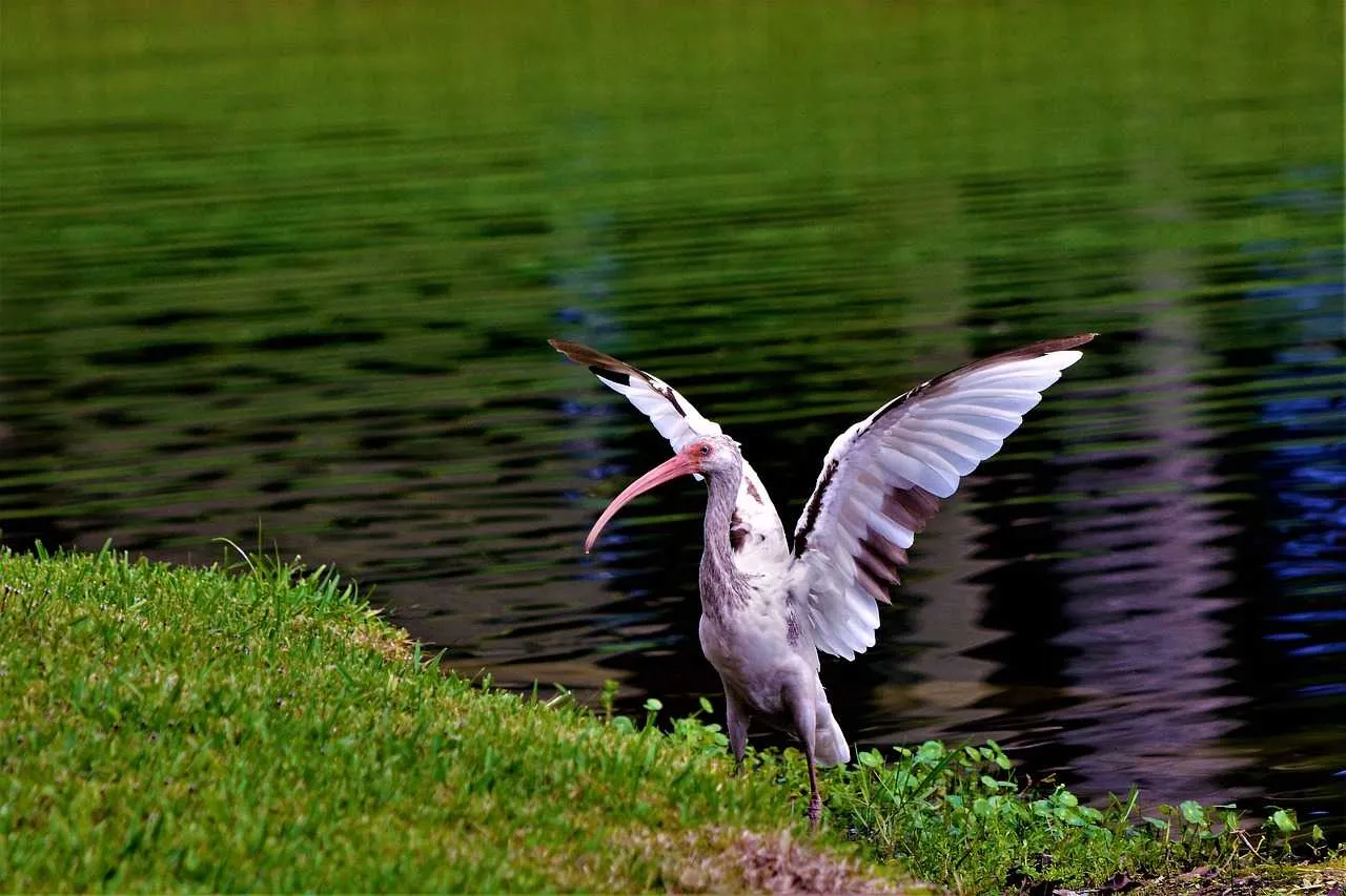 Japanese Crested Ibis