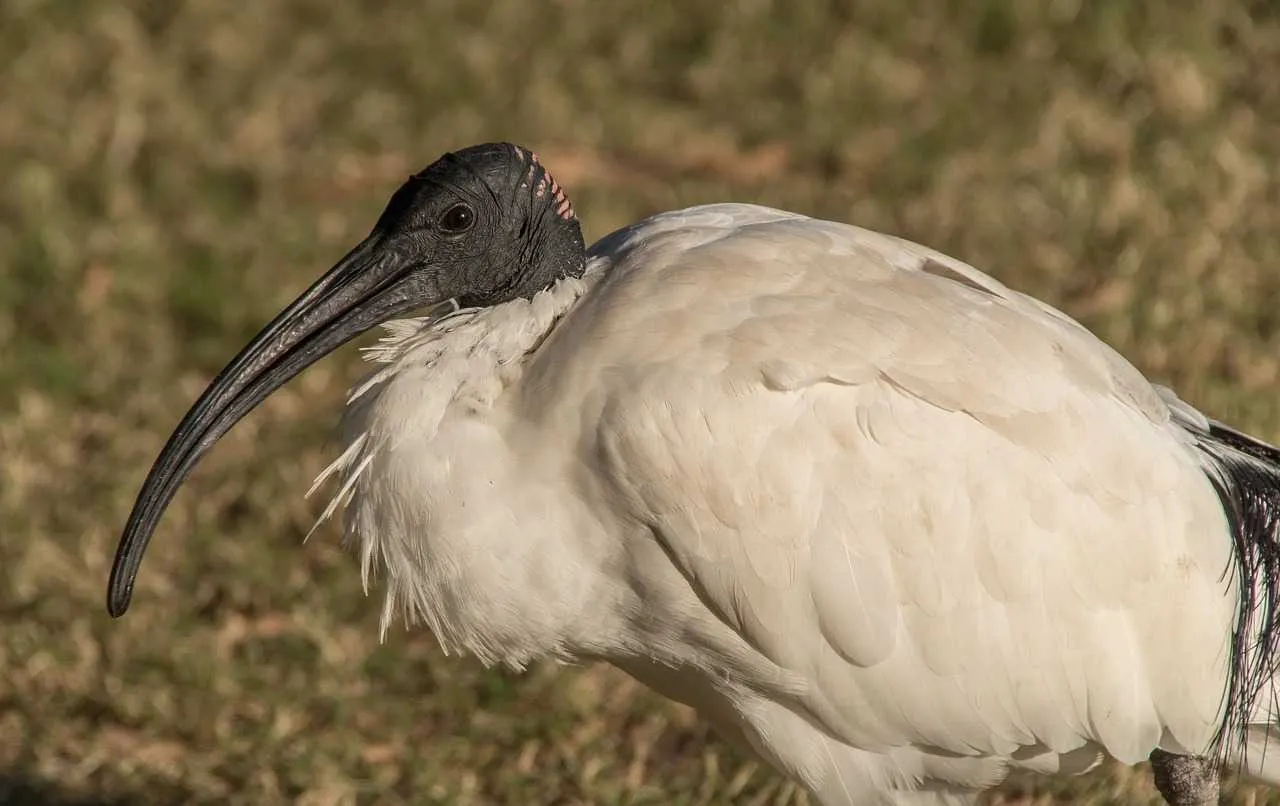 Japanese Crested Ibis