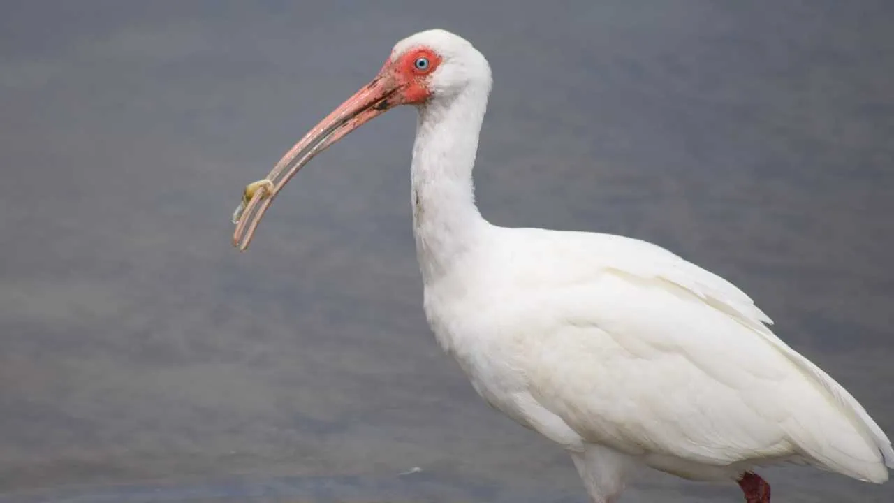 Japanese Crested Ibis