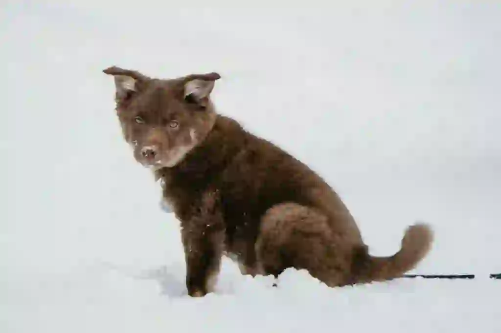 Iceland Sheepdog