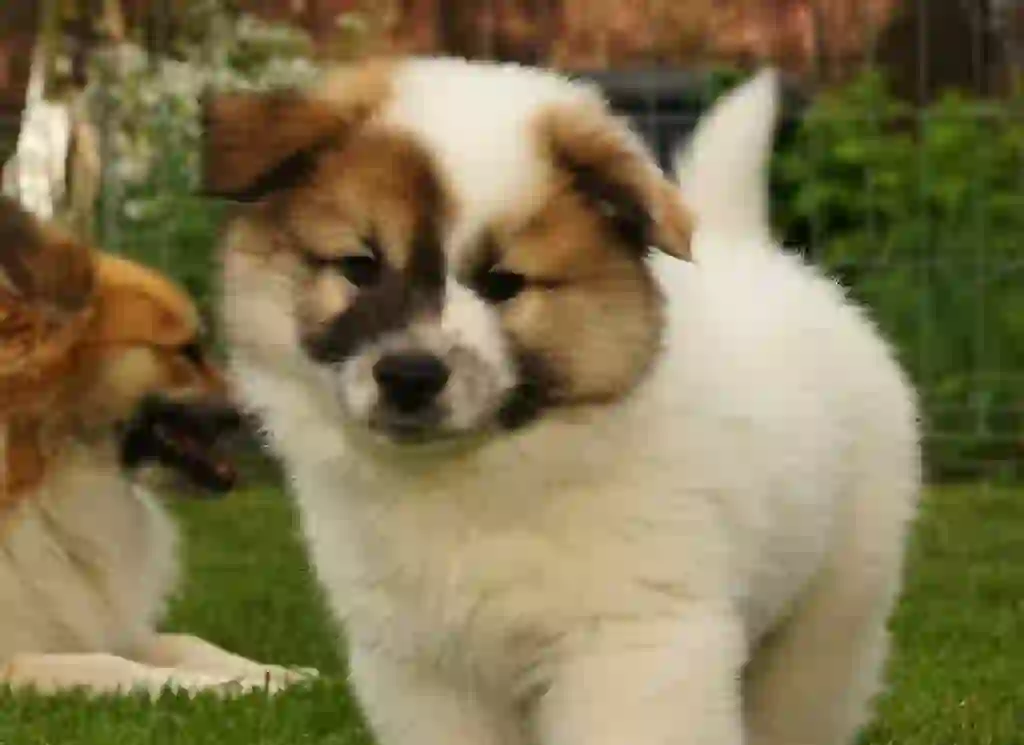 Iceland Sheepdog