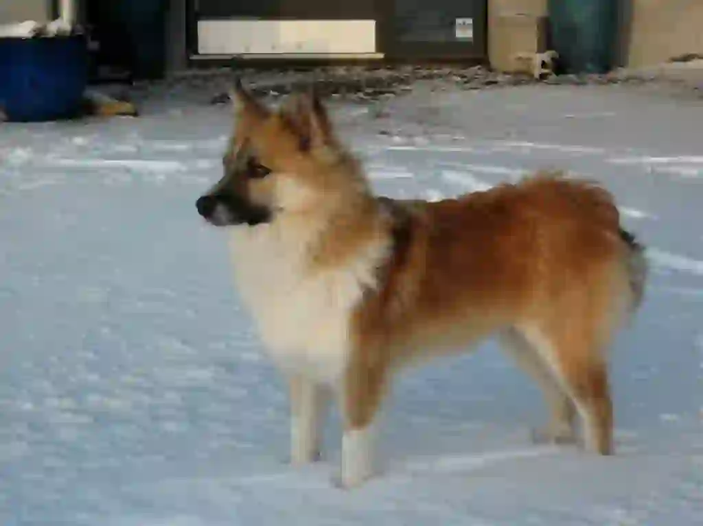 Iceland Sheepdog