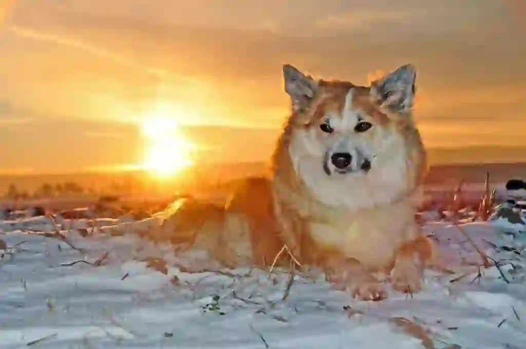 Iceland Sheepdog